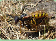 wasp control Witney