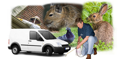 Witney local van
